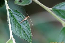 Attēlu rezultāti vaicājumam “Nematopogon sp.”