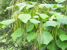 Attēlu rezultāti vaicājumam “Catalpa ovata fruit”