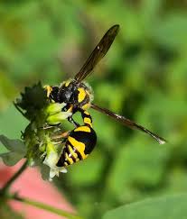 Attēlu rezultāti vaicājumam “Eumenes sp.”