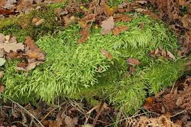 Attēlu rezultāti vaicājumam “Plagiothecium nemorale”