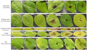 Attēlu rezultāti vaicājumam “Vicia faba leaf”