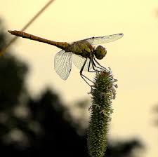 Attēlu rezultāti vaicājumam “Sympetrum vulgatum female”