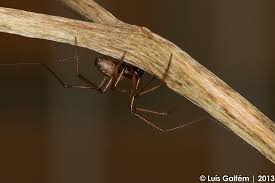 Attēlu rezultāti vaicājumam “Gibbaranea gibbosa”