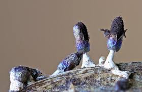 Attēlu rezultāti vaicājumam “Diachea muscorum plasmodium”