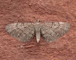 Attēlu rezultāti vaicājumam “Eupithecia satyrata”