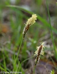 Attēlu rezultāti vaicājumam “Carex caryophyllea flower”