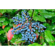 Attēlu rezultāti vaicājumam “Mahonia aquifolium fruit”