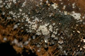 Attēlu rezultāti vaicājumam “Arcyria globosa”