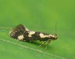 Attēlu rezultāti vaicājumam “Denisia similella”