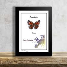 Attēlu rezultāti vaicājumam “Inachis io”