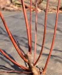 Attēlu rezultāti vaicājumam “Salix daphnoides subsp. acutifolia”