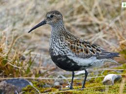 Attēlu rezultāti vaicājumam “Calidris alpina adult”