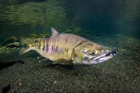 Image result for Oncorhynchus keta