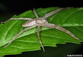 Attēlu rezultāti vaicājumam “Philodromidae”