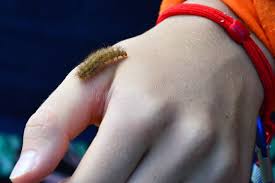 Attēlu rezultāti vaicājumam “Spilosoma lutea larva”