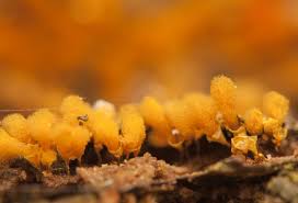 Attēlu rezultāti vaicājumam “Hemitrichia clavata”