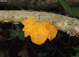 Attēlu rezultāti vaicājumam “Tremella mesenterica”