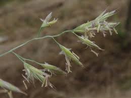 Attēlu rezultāti vaicājumam “Festuca rubra subsp. rubra leaf”