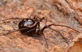 Attēlu rezultāti vaicājumam “Steatoda grossa”