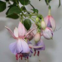 「ジョージ・エヴァンス」の画像検索結果