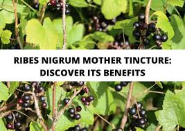 Attēlu rezultāti vaicājumam “Ribes nigrum”