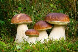 Attēlu rezultāti vaicājumam “Boletus edulis”