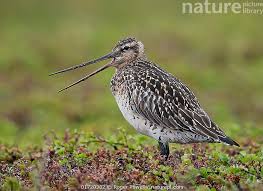 Attēlu rezultāti vaicājumam “Limosa lapponica”