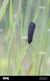 Attēlu rezultāti vaicājumam “Atolmis rubricollis”