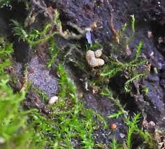 Attēlu rezultāti vaicājumam “Physarum pseudoalexandrowiczii”