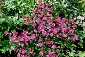 Attēlu rezultāti vaicājumam “Astrantia major fruit”