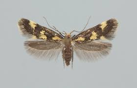 Attēlu rezultāti vaicājumam “Denisia similella”