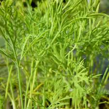 Attēlu rezultāti vaicājumam “Anethum graveolens leaf”