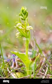Attēlu rezultāti vaicājumam “Coeloglossum viride flower”