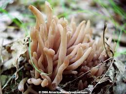 Attēlu rezultāti vaicājumam “Clavaria fumosa”