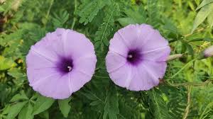 Image result for Ipomoea Lavender