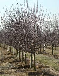 Attēlu rezultāti vaicājumam “Malus sylvestris”