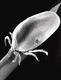 Attēlu rezultāti vaicājumam “Ixodes female”