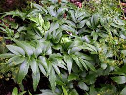 Attēlu rezultāti vaicājumam “Peucedanum palustre leaf”