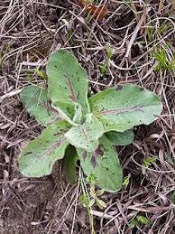 Attēlu rezultāti vaicājumam “Hypochaeris maculata leaf”