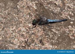 Attēlu rezultāti vaicājumam “Orthetrum cancellatum male”