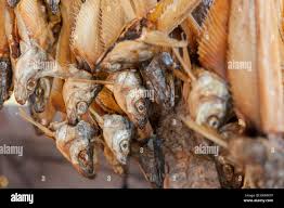 Image result for Coregonus huntsmani