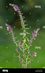 Attēlu rezultāti vaicājumam “Odontites vulgaris leaf”