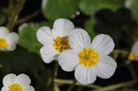 Attēlu rezultāti vaicājumam “Batrachium”