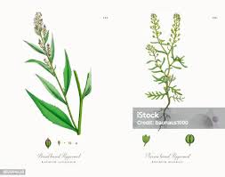 Attēlu rezultāti vaicājumam “Subularia aquatica leaf”