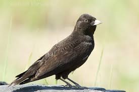 Image result for Melanocorypha yeltoniensis