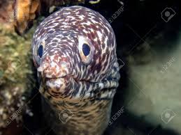 Image result for Gymnothorax moringa