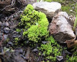 Attēlu rezultāti vaicājumam “Dichodontium pellucidum”