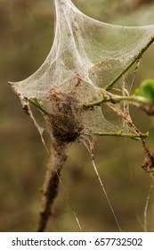 Attēlu rezultāti vaicājumam “Saturnia pavonia cocoon”