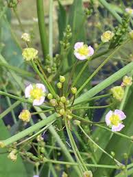 Attēlu rezultāti vaicājumam “Alisma lanceolatum”