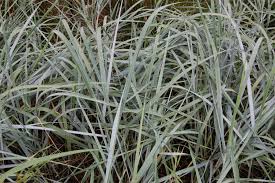 Attēlu rezultāti vaicājumam “Leymus arenarius”